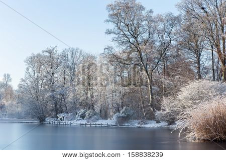 White landscape scenery showing lakeside of a frozen pond in garden with snow-covered trees and reed
