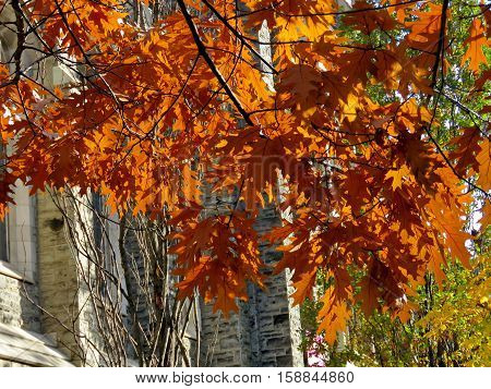 Maple leaves near Knox College at University of Toronto in Toronto Canada November 18 2016