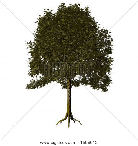 Baum