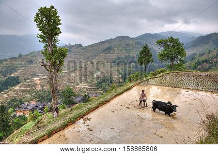 Zhaoxing Dong Village Guizhou Province China - April 9 2010: Asian farmer with bull plowing flooded rice fields.