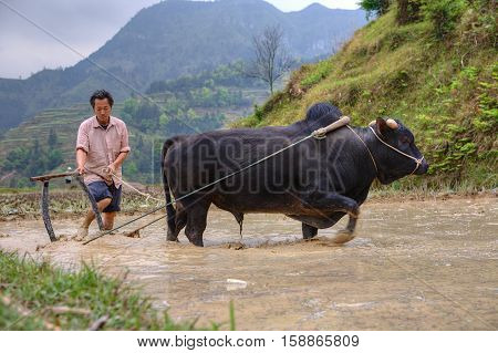 Zhaoxing Dong Village Guizhou Province China - April 9 2010: Chinese peasant cultivates paddy field his bull pulling a plow.