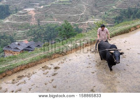 Zhaoxing Dong Village Guizhou Province China - April 9 2010: farmer plowing his flooded rice paddy with bull.