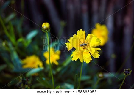 Yellow carnation blossom with bee in dark tones