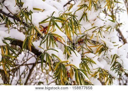 winter yellow berries  covered hidden under the snow