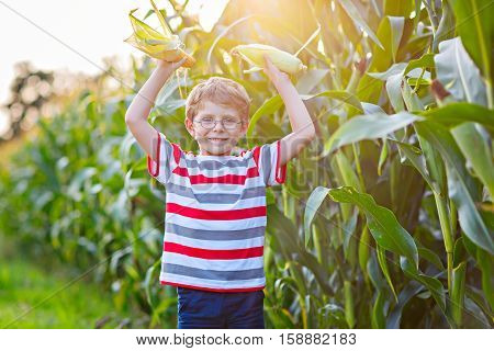 Happy preschool kid boy with glasses holding ears of corn on farm in field, outdoors. Funny child hild having fun with farming and gardening of vegetable. Harvest, Thanksgiving Day.