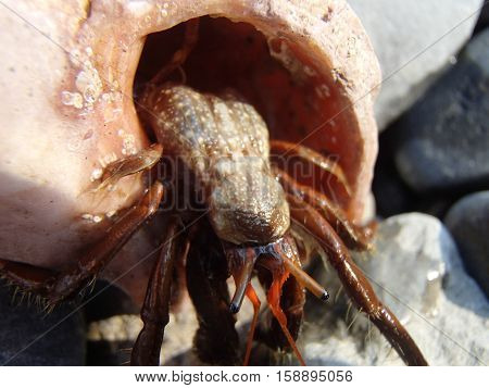 Hermit cancer (Paguroidea) on the wet stones. Empty gastropod shells are used as a shelter. Hermit cancer live in the tidal zone and in shallow seas. Black Sea.