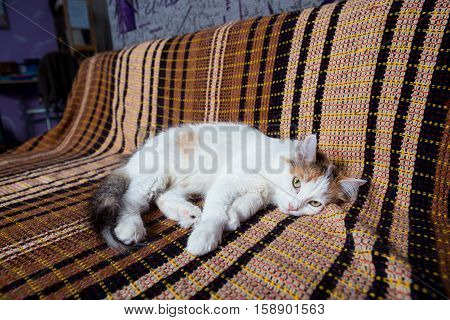 Beautiful white cat sleeping on brown couch.