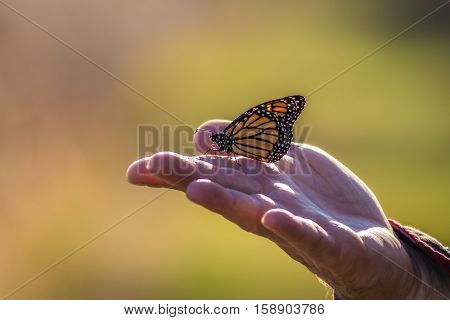 A Viceroy Butterfly (Limenitis archippus) sits on a human hand about to fly with soft palette background