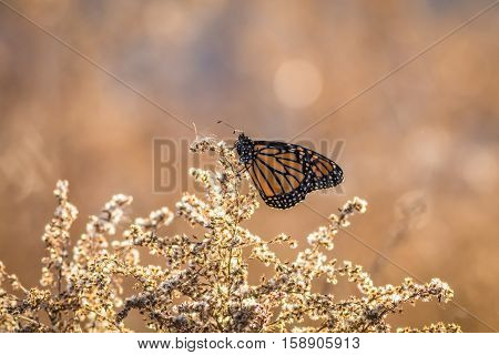 Viceroy Butterfly (Limenitis archippus) is seen perched on dried flowering bushes with soft bokeh background