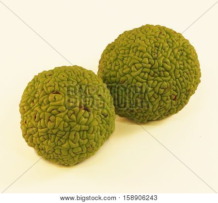 Osage Orange (Maclura) - Also called Hedge Apple.  These trees are planted to provide a natural wind barrier.  The fruit which is largely inedible is attractive, unique, and fragrant is scent.