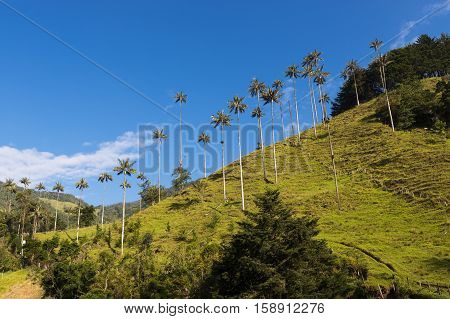 View of the Cocora Valley (Valle del Cocora) in Colombia South America