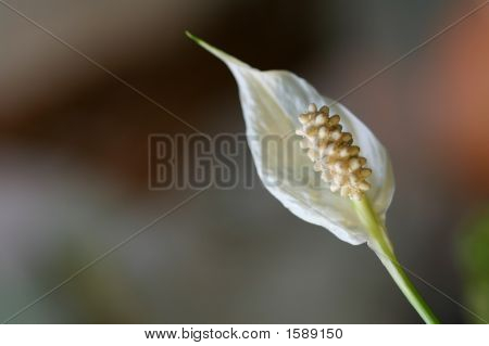 Flor branca