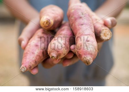 Sweet Potatoes In Farmer Hands.