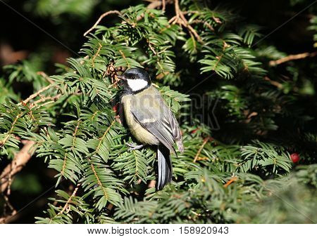 Great Tit sitting in a pine tree in the sun