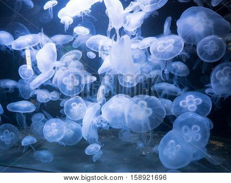Chrysaora Jellyfish