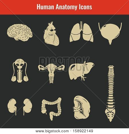 Human internal organs. Anatomy set. Vector icons