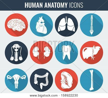 Human internal organs. Anatomy set. Vector icons