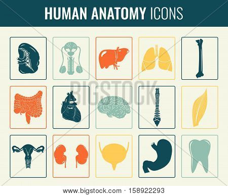 Human internal organs. Anatomy set. Vector icons