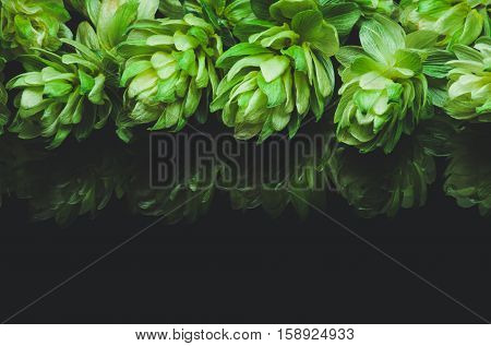 Green hop cones on a dark background grown for brewing beer and bread as well as a seasoning for food