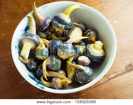 Beautiful blue colors of fresh harvested kuwai bulbs, or swamp potato, of the arrowhead plant (Sagittaria sagittifolia), a native plant of wetland in Japan, china  and parts of europe.
 
