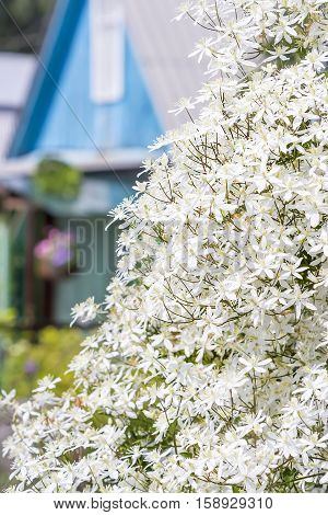 Clematis paniculata (Clematis paniculata). Blooming white clematis vertical gardening