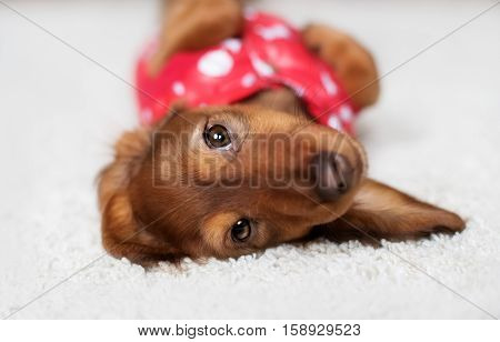 funny Dachshund puppy is covered with a blanket in home
