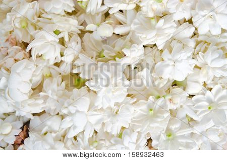 Jasmine Flowers Spread Over White Background