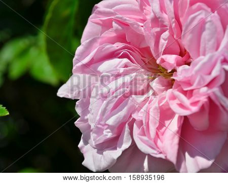 Beautiful pink rose in a garden. Summer time