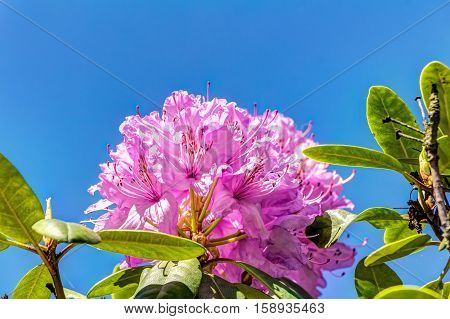 Azalea and Rhododendron Park in Kromlau - in full bloom
