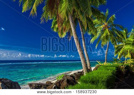 Coconut palm trees over the tropical beach of Rarotonga, Cook Islands, South Pacific