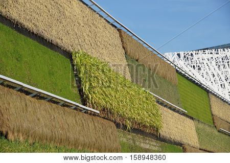 Organic hydroponic vegetables Vertical garden for modern agricolture.