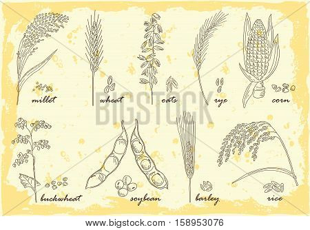 Hand drawn Cereals set of vector sketches. Vintage design with rye rice wheat corn oats millet soybean ear of grain illustration.