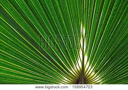 Like a burning white flame this tropical leaf its a symbol of purity and spirituality.