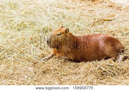 Gray Capybara (hydrochoerus hydrochaeris) in the zoo.