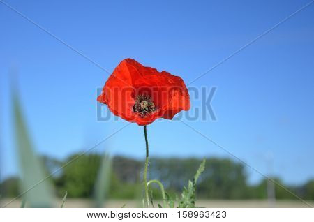A red poppy on a summer meadow