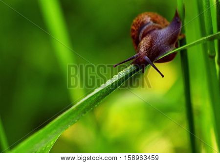 The snail on the blade of grass
