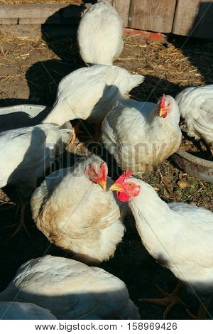 white hens in the poultry-yard in the village
