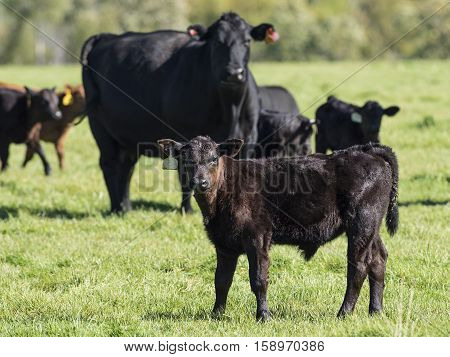 A Black Angus cow and calf on a Minnesota Farm