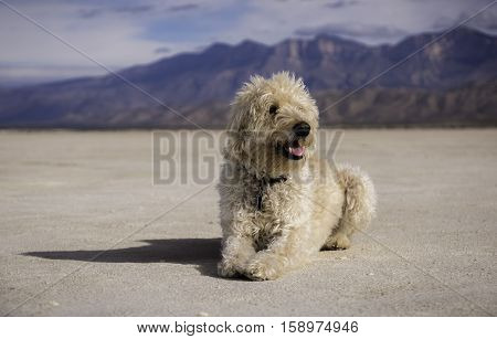 Teig Posing On The Salt Flats West Of The Guadalupe Mountains Of Northwest Texas.