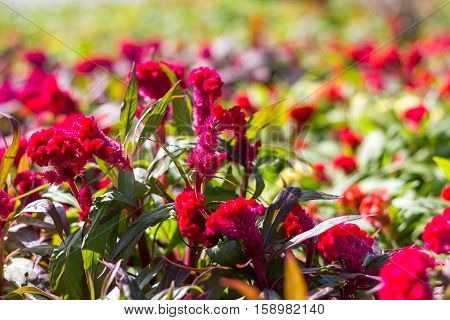 Cockscomb Flower (celosia Cristata)