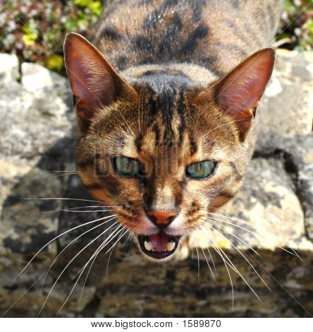 Catseye3