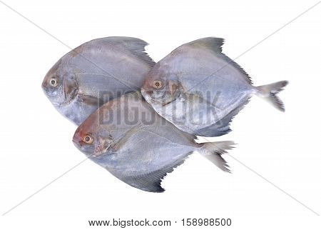 group raw black pomfret fish on white background