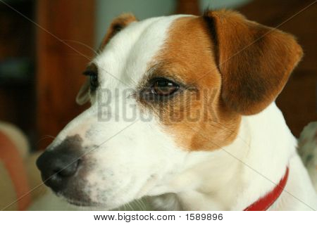 Cachorro