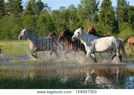 Flock of horses in splashes water in summer 2009