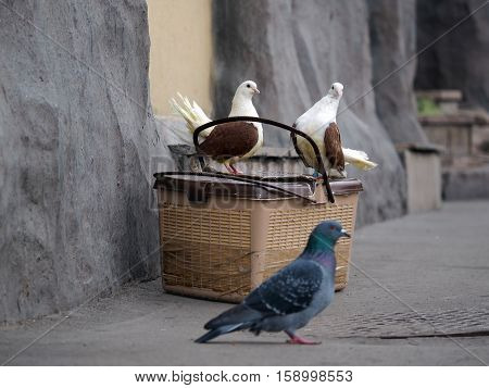 White pigeon with brown wings sitting on carry is for the birds. Passes the ordinary grey city pigeon