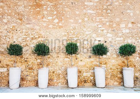 Olive trees on the stone wall background