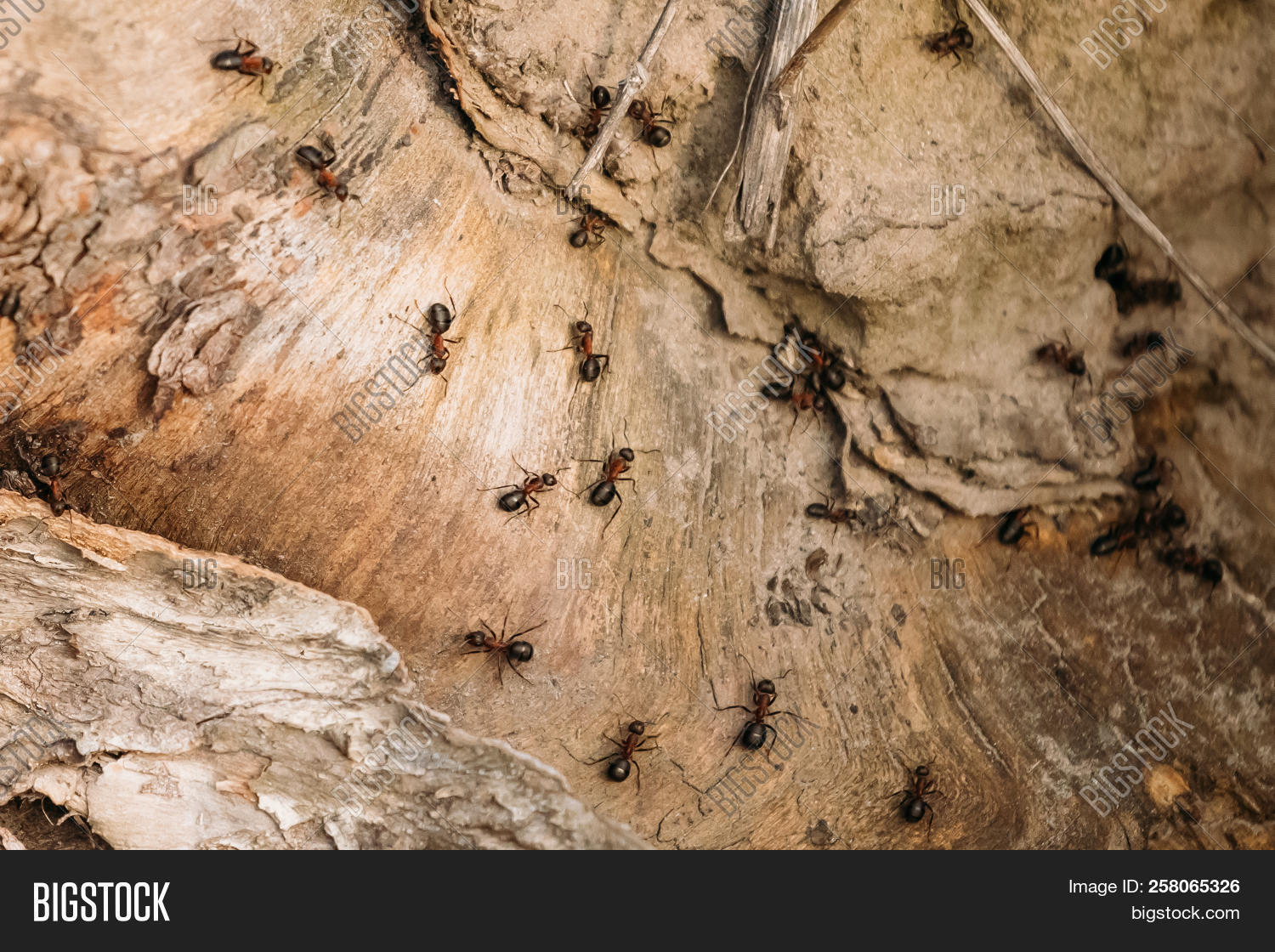 Ловчий пояс для деревьев от садовых вредителей. Липучка от муравьев на деревьях. Муравьи на стволах деревьев. Муравьи на стволах деревьев. Липкая лента для муравьев на деревья.