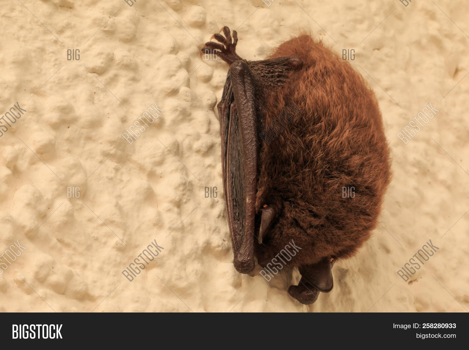Bat Sleeps On House Image Photo Free Trial Stock Bat Sleeps On A House Wall Of An Apartment Building The Was Hanging Near