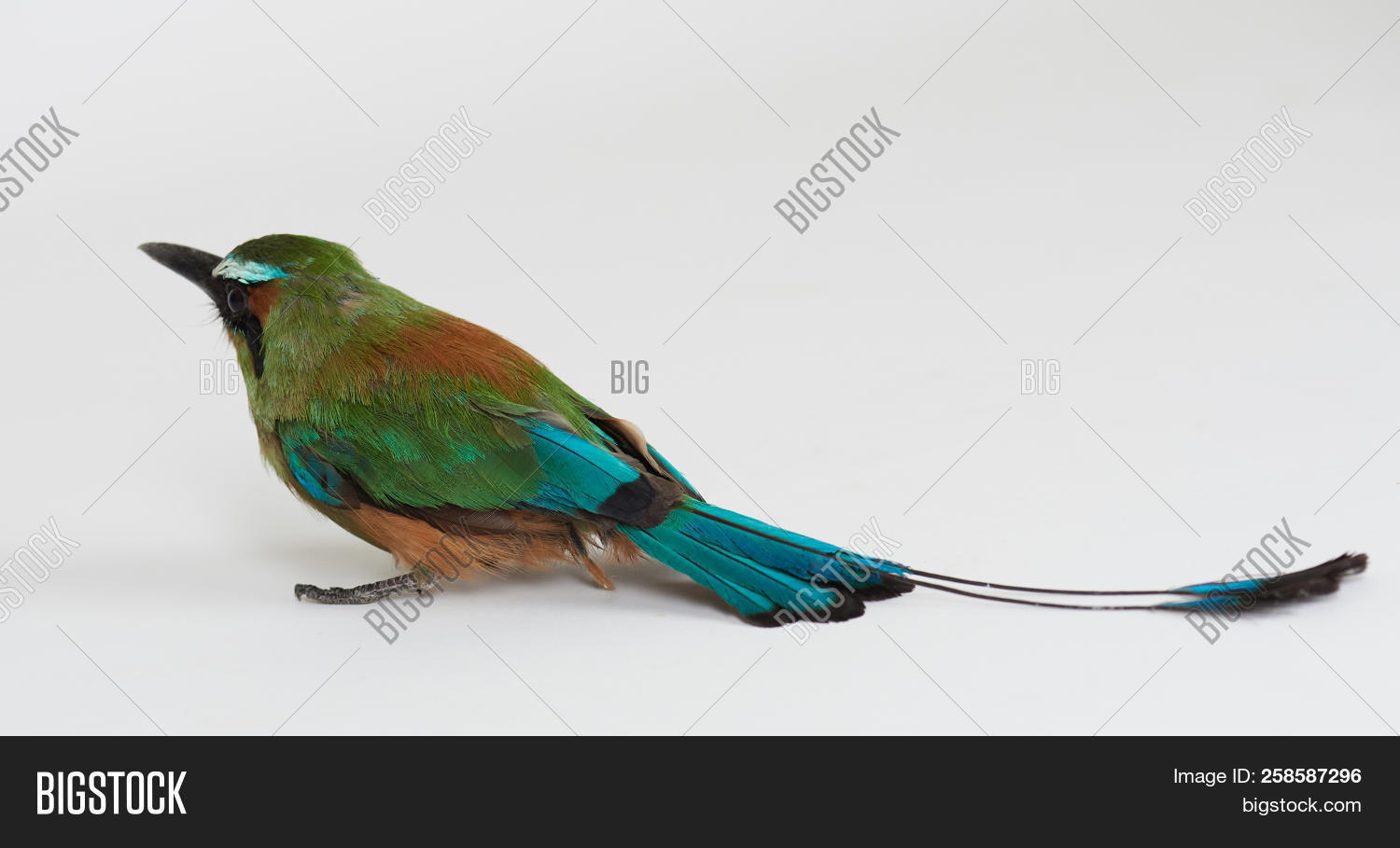 Green Tropical Bird Image & Photo (Free Trial) Bigstock
