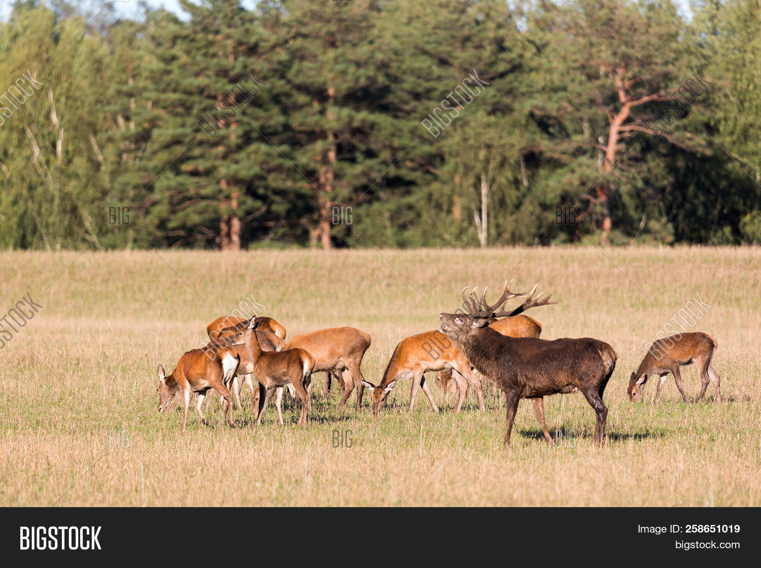 Red Deer Group Belling Image & Photo (Free Trial) Bigstock